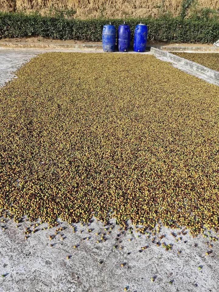 Bombonas azuis de fermentação na borda do terreiro, com o café secando na frente