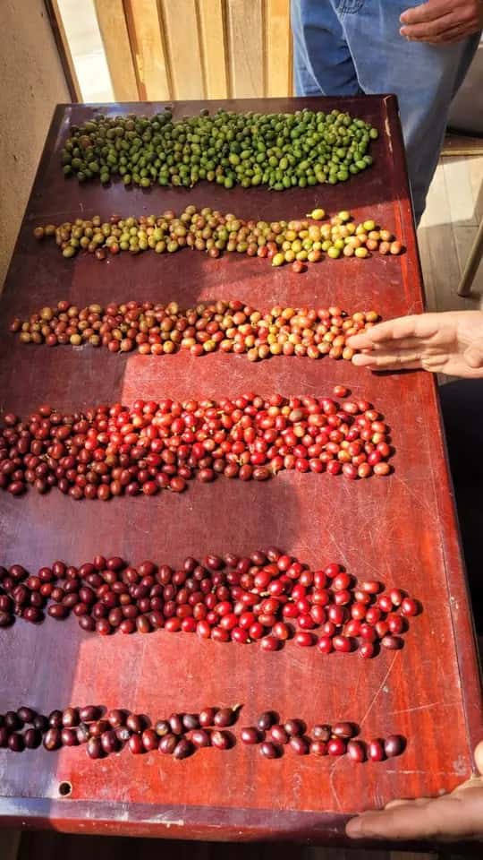 Frutos de café lado a lado numa bandeja, do verde, em cima, à cereja madura