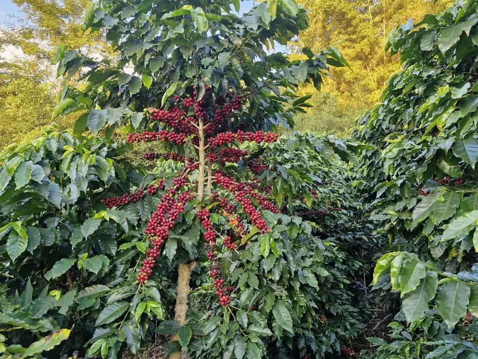 Pé de café Catuaí Vermelho carregado de frutos maduros no Sítio Santa Helena