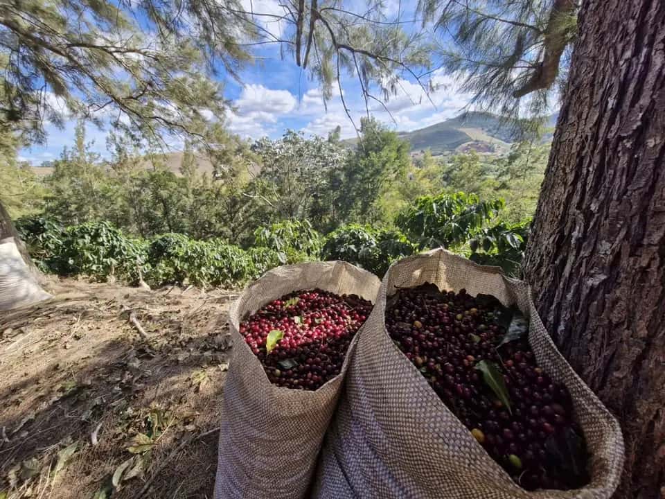 Dois sacos de café cereja recém-colhido na lavoura, com a serra ao fundo