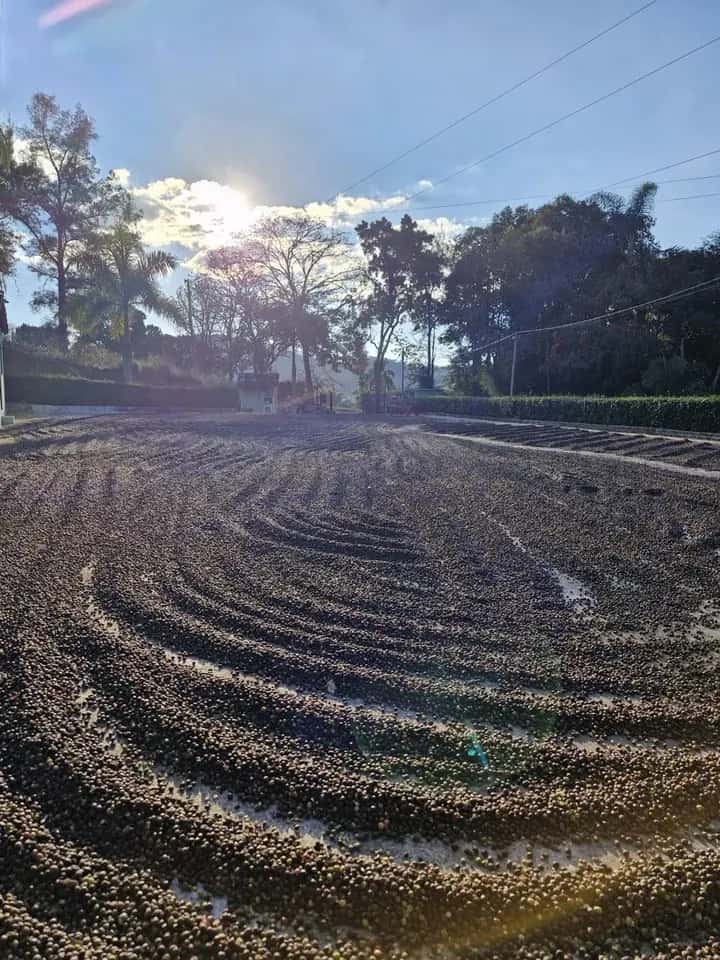 O terreiro riscado, com o café espalhado para secar e o sol nascendo atrás das árvores