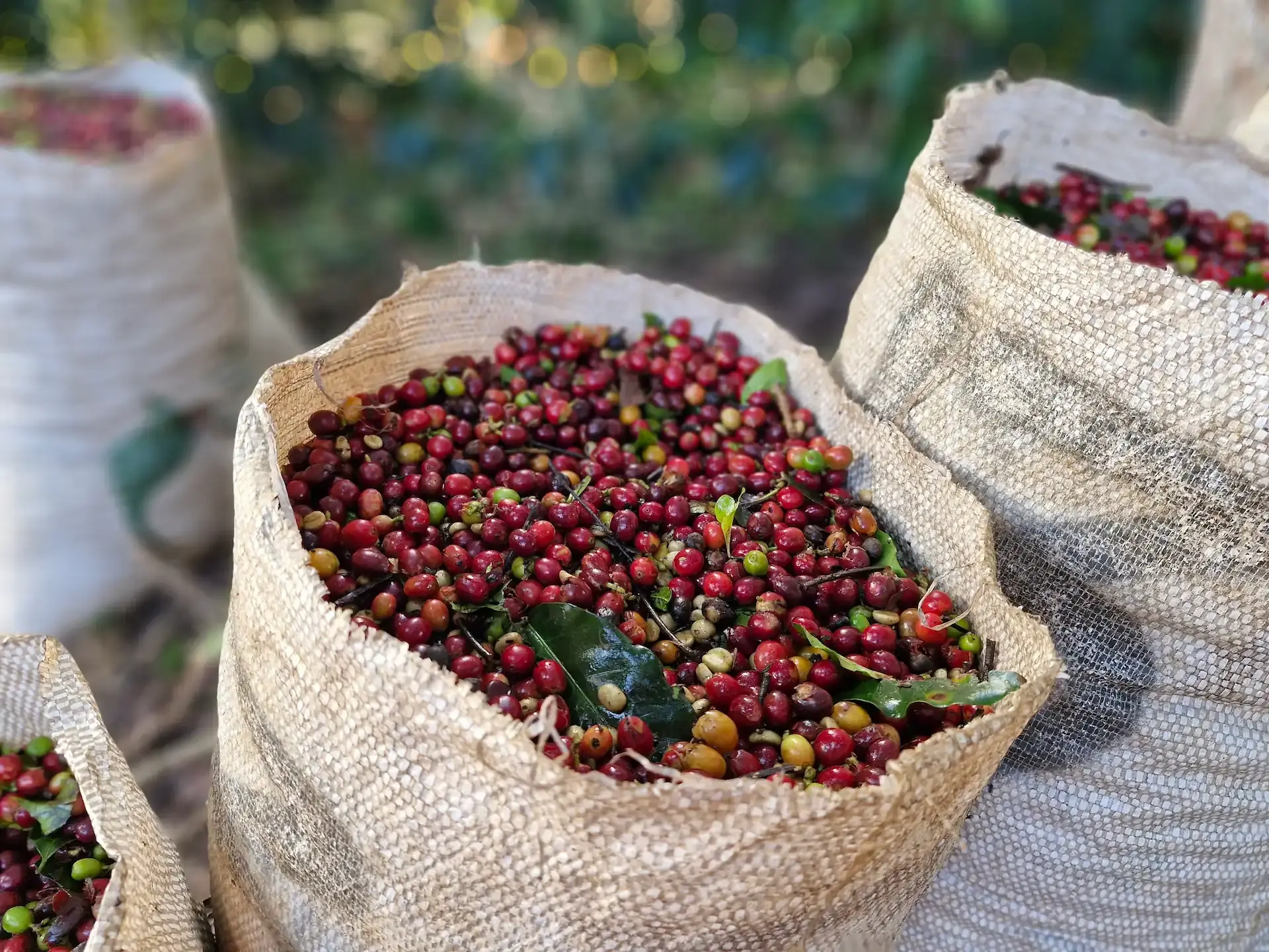 Saca de café colhido no Sítio Santa Helena