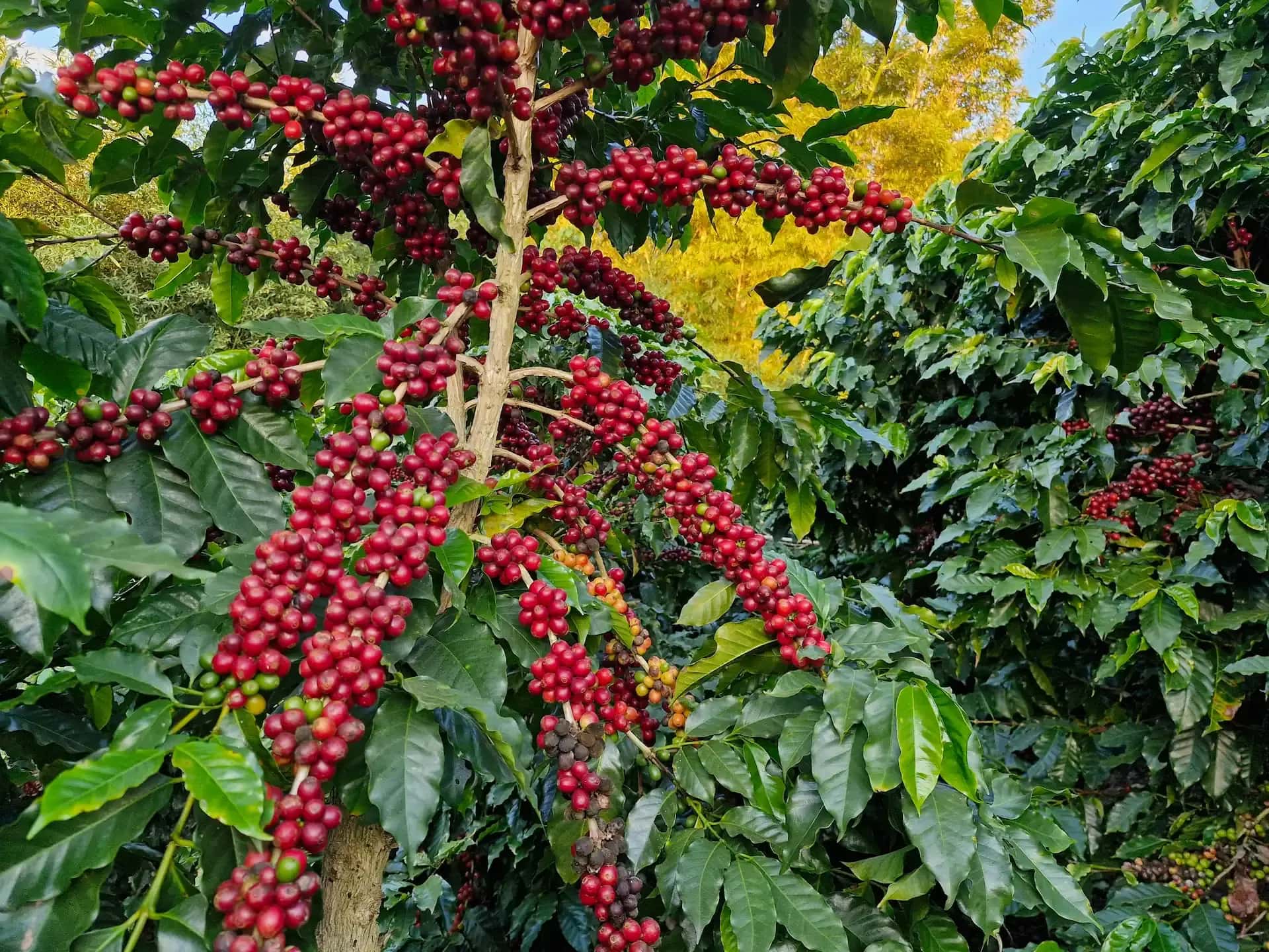 Pé de café Catuaí Vermelho carregado de frutos no Sítio Santa Helena