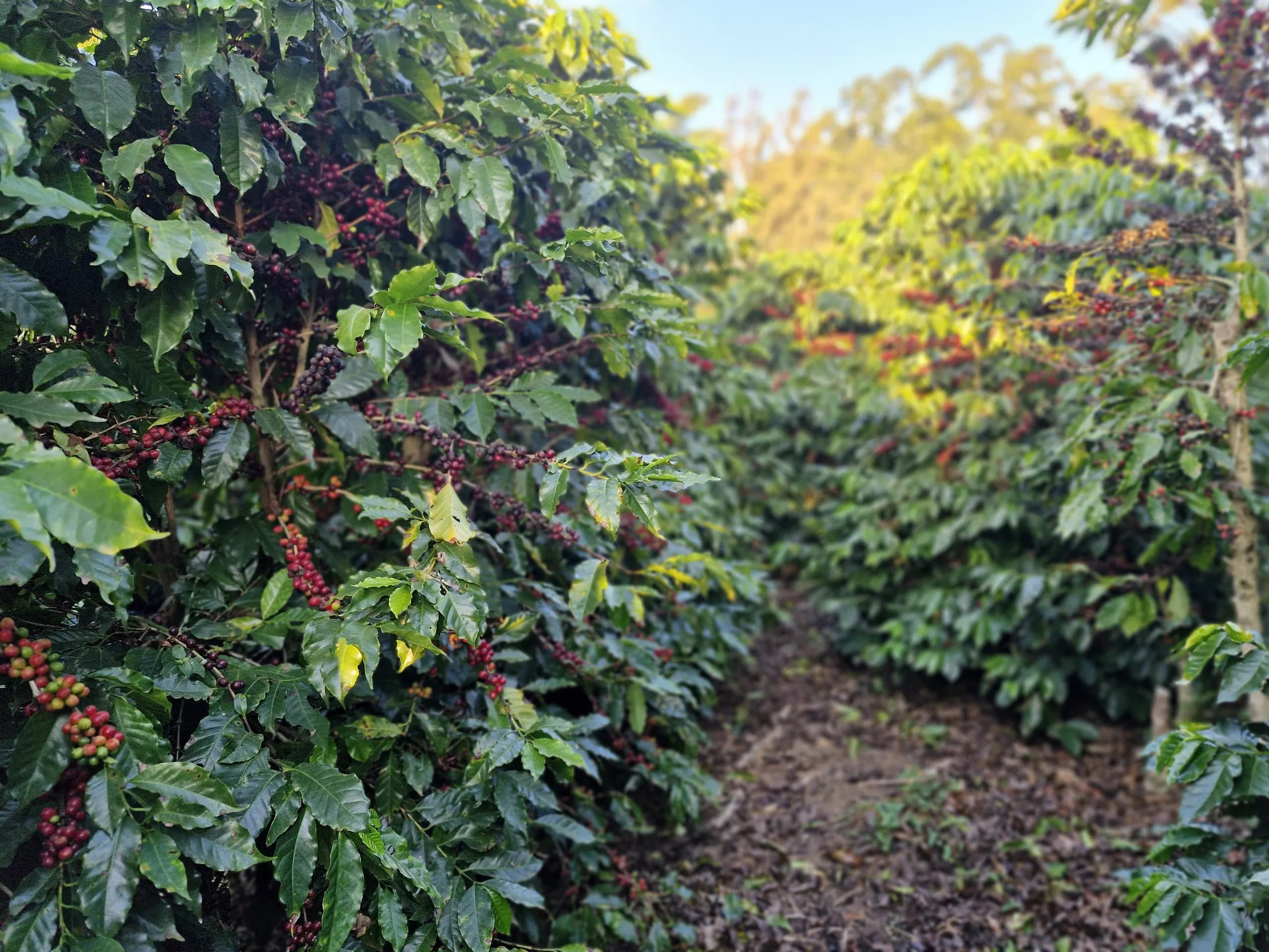 O cafezal do sítio, com os pés de café carregados de frutos maduros